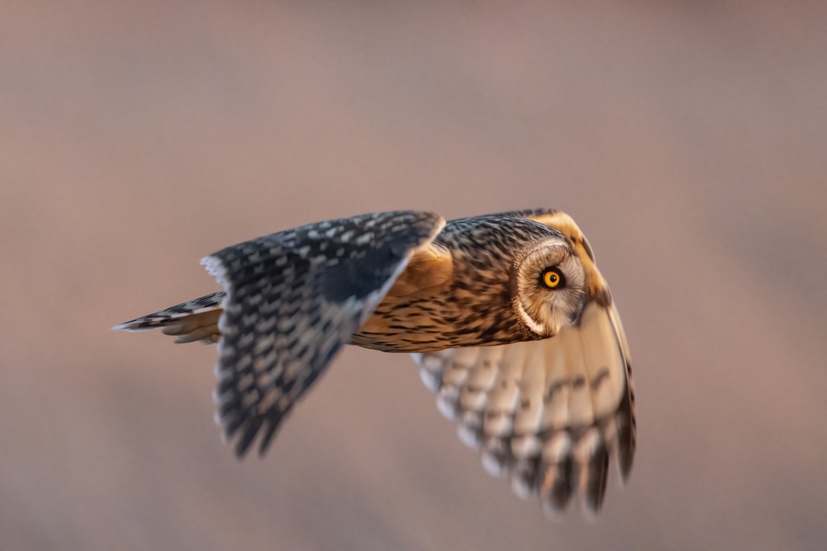 kalous pustovka (ssp. flammeus) - ML615879738