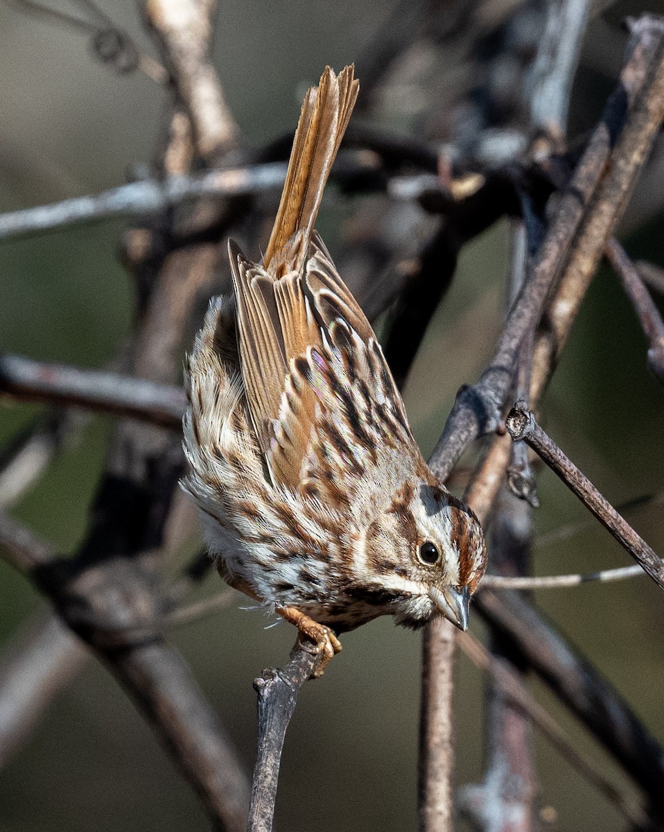 Song Sparrow - ML615879844