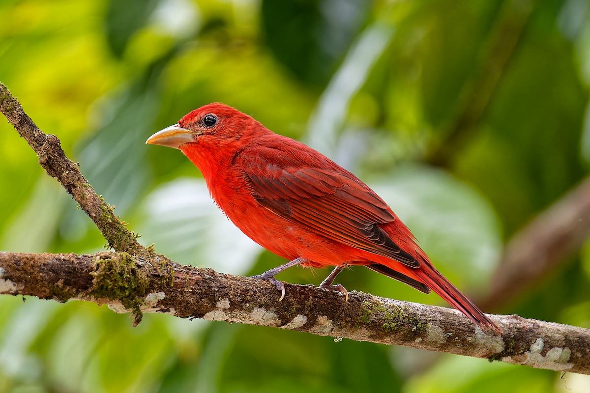 Summer Tanager - Matthew Cameron