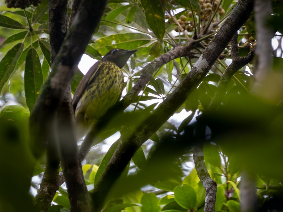 Bare-throated Bellbird - Vitor Rolf Laubé