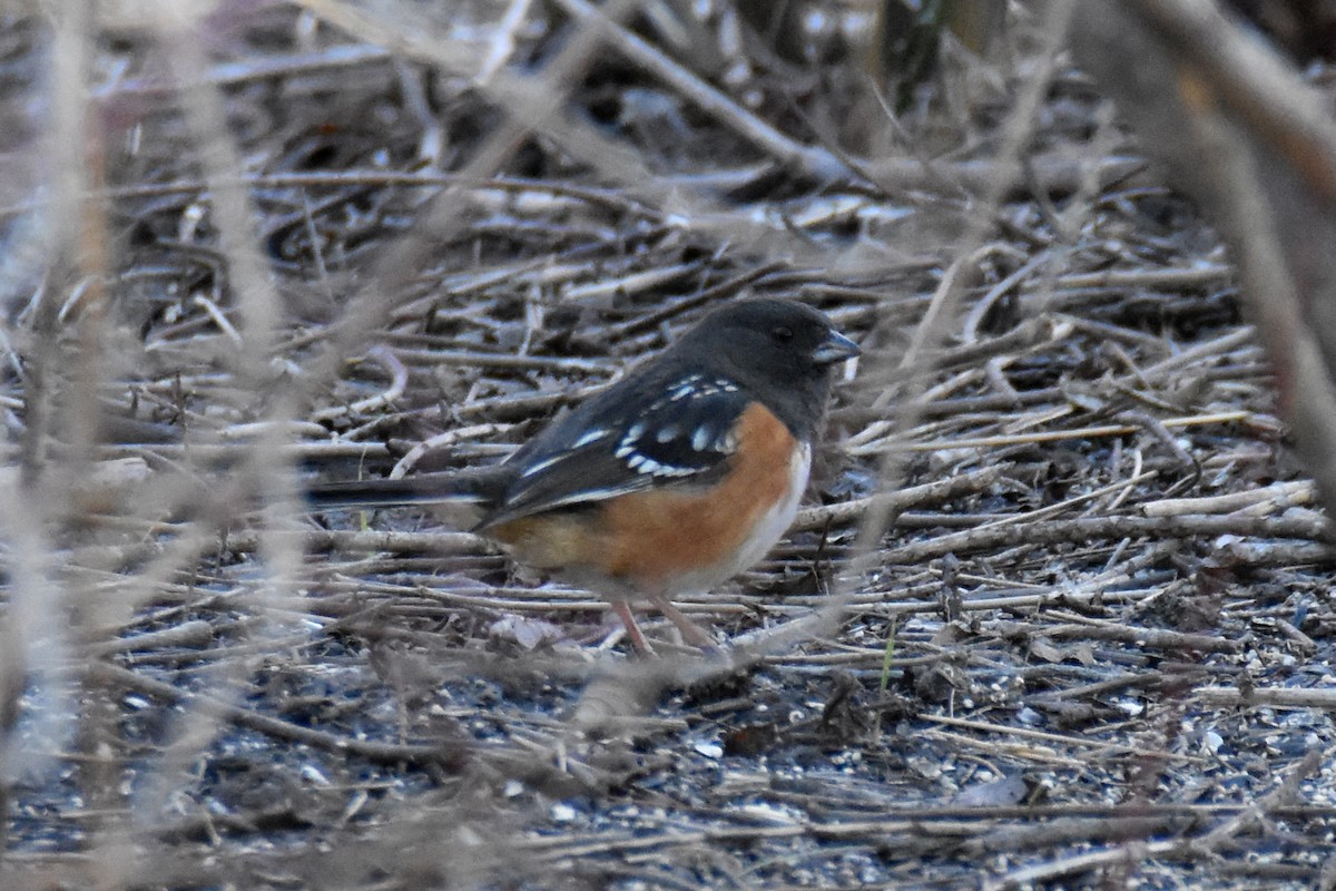 Spotted Towhee - ML615879893