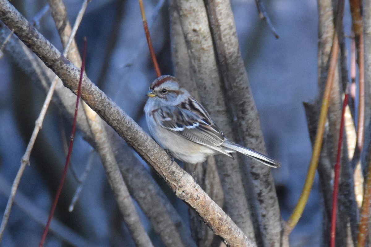 American Tree Sparrow - Travis Pryor