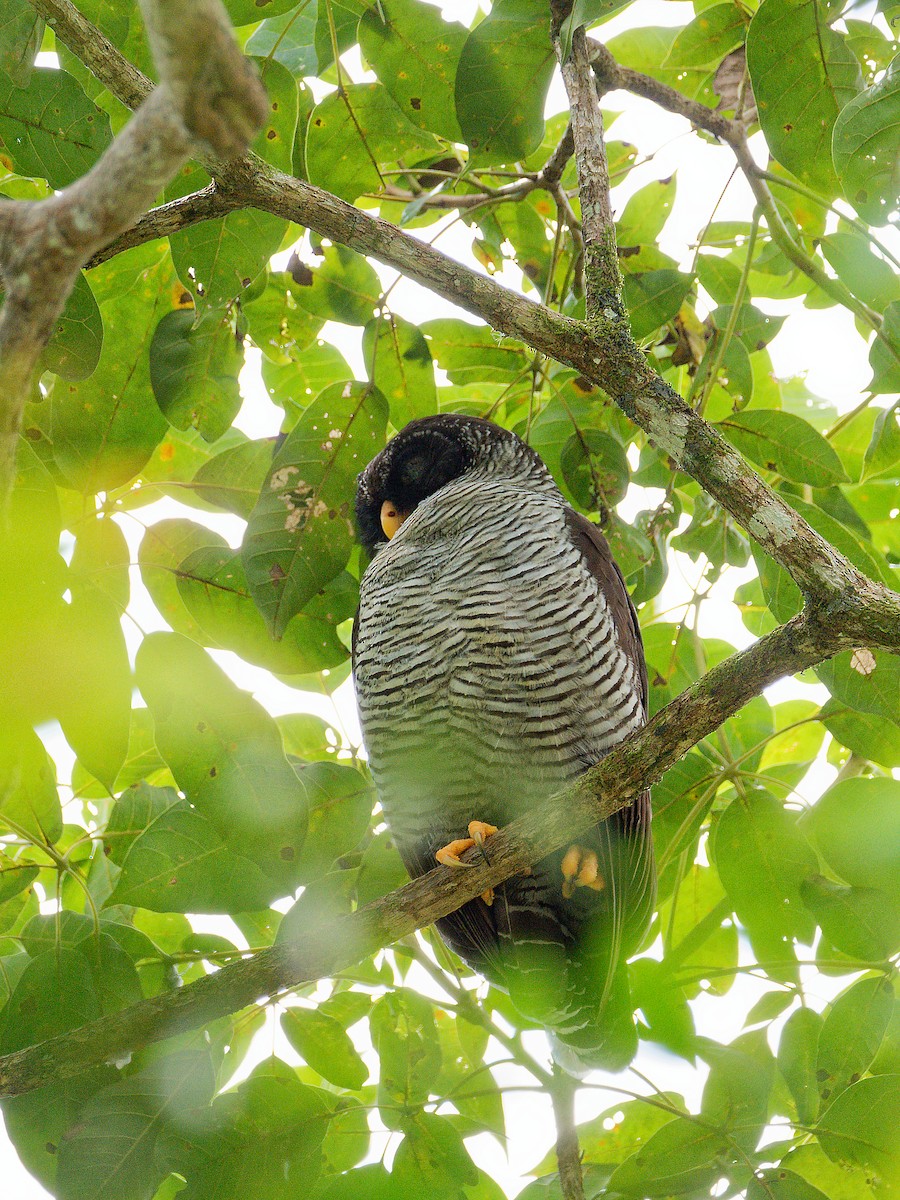 Black-and-white Owl - ML615879904