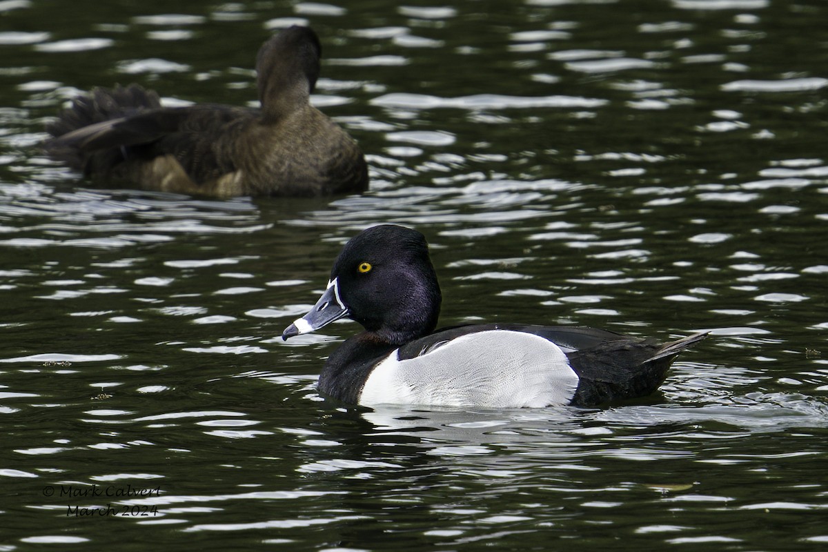 Ring-necked Duck - ML615879907