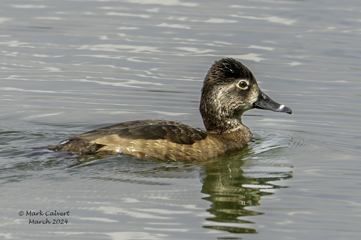 Ring-necked Duck - ML615879911