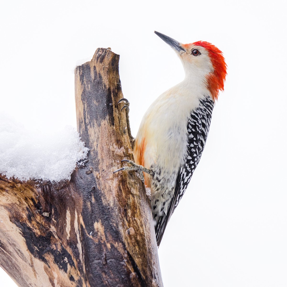 Red-bellied Woodpecker - David Guertin