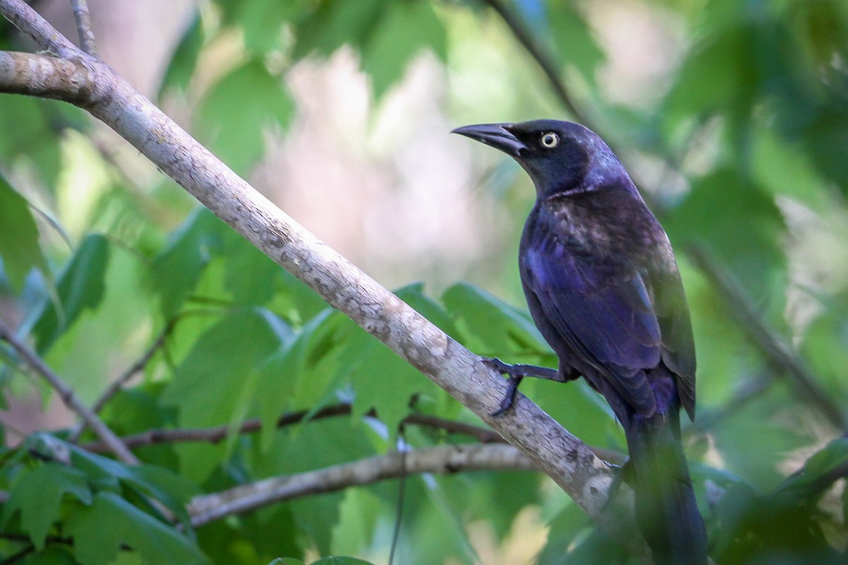 Common Grackle - ML615879938