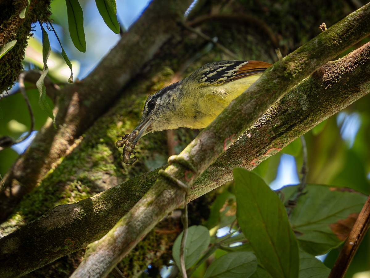 Rufous-margined Antwren - Vitor Rolf Laubé