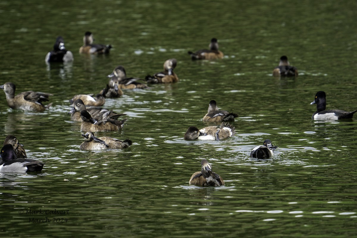 Ring-necked Duck - ML615880080