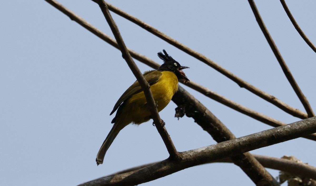 Bulbul à huppe noire - ML615880118