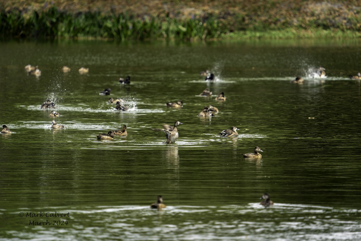 Ring-necked Duck - ML615880142