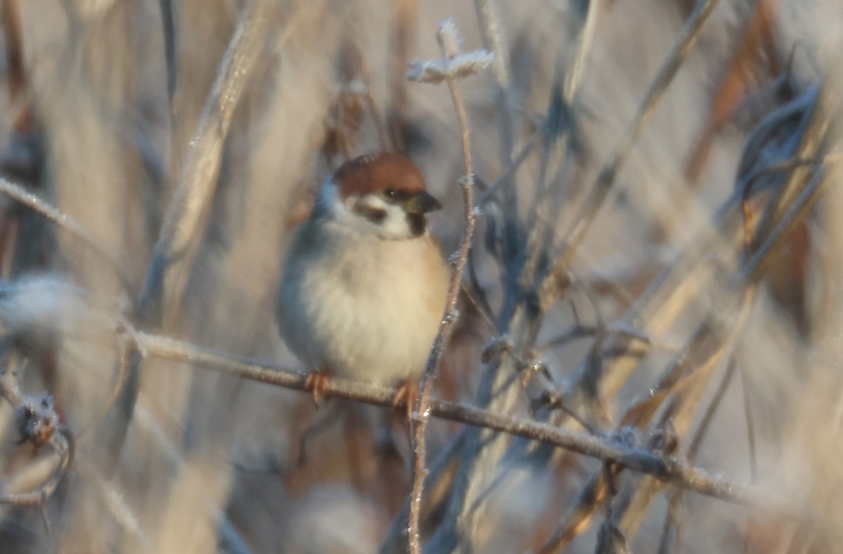 Eurasian Tree Sparrow - ML615880209