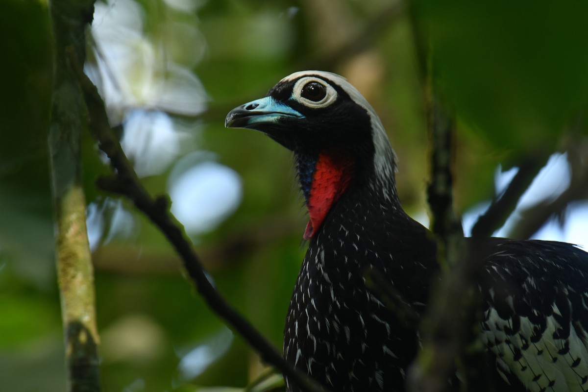 Black-fronted Piping-Guan - ML615880229