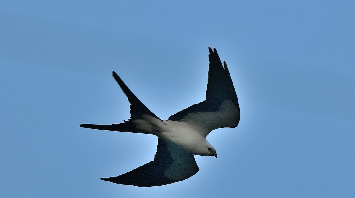 Swallow-tailed Kite - ML615880238