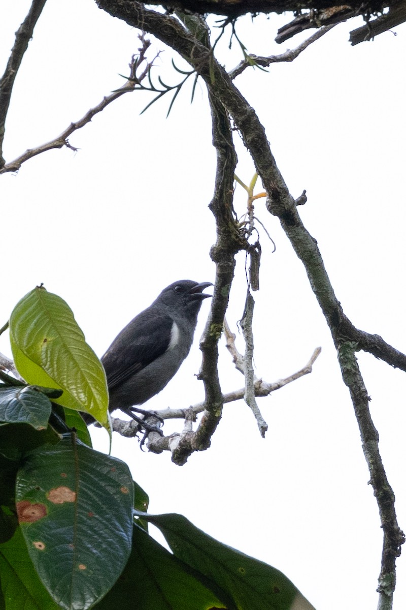 Sulphur-rumped Tanager - ML615880248