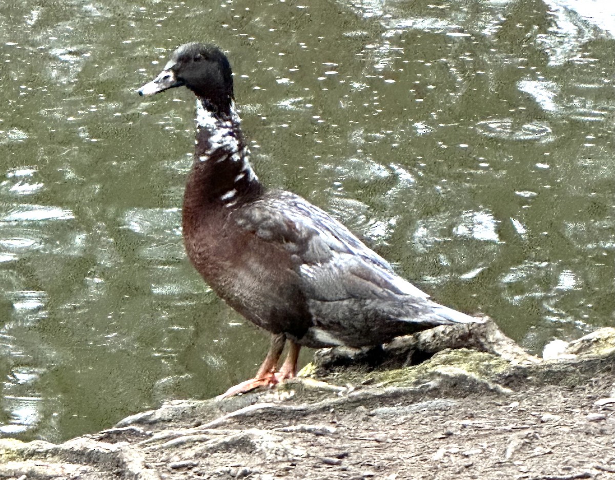 Muscovy Duck (Domestic type) - ML615880265