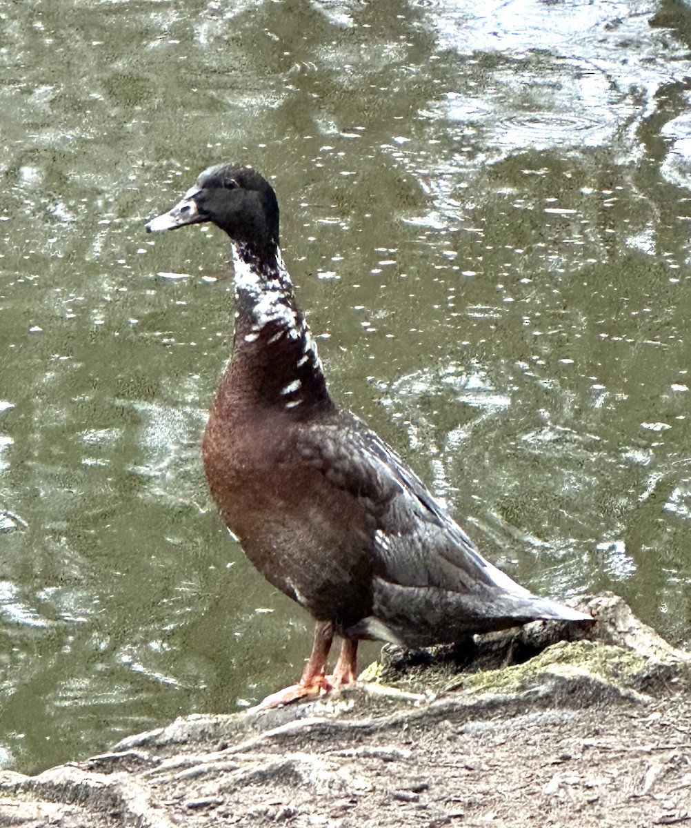 Muscovy Duck (Domestic type) - ML615880266