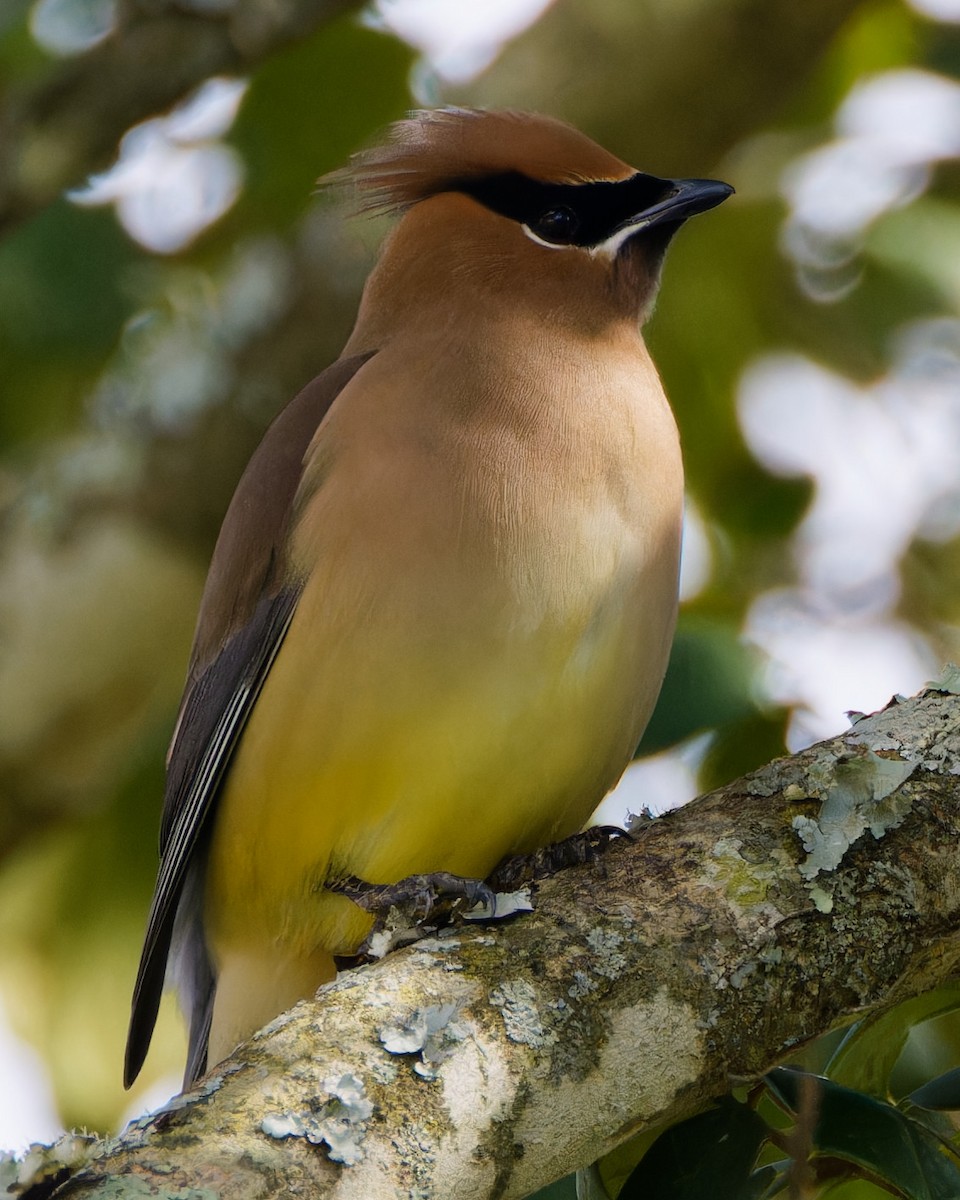 Cedar Waxwing - ML615880270
