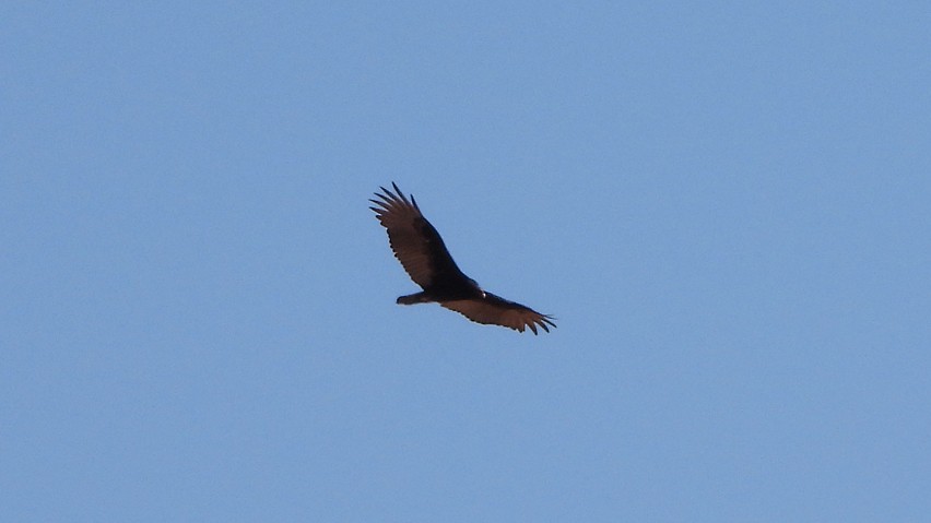 Turkey Vulture - ML615880303