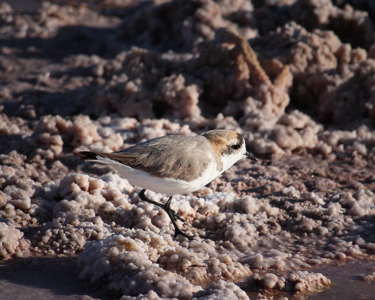 Puna Plover - ML615880334