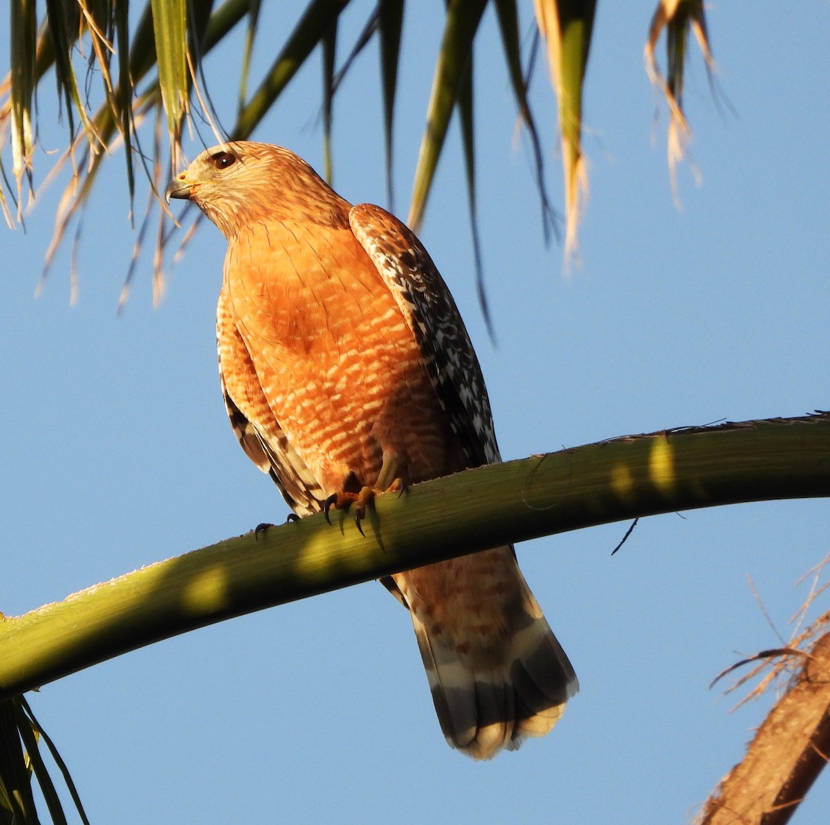 Red-shouldered Hawk - ML615880374