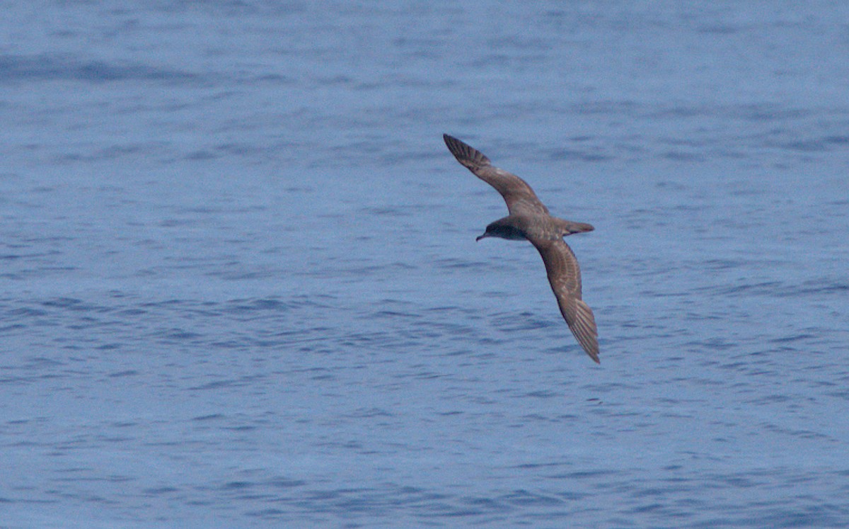 Pink-footed Shearwater - ML615880401
