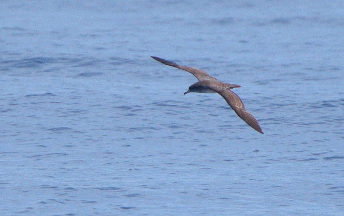 Pink-footed Shearwater - ML615880403