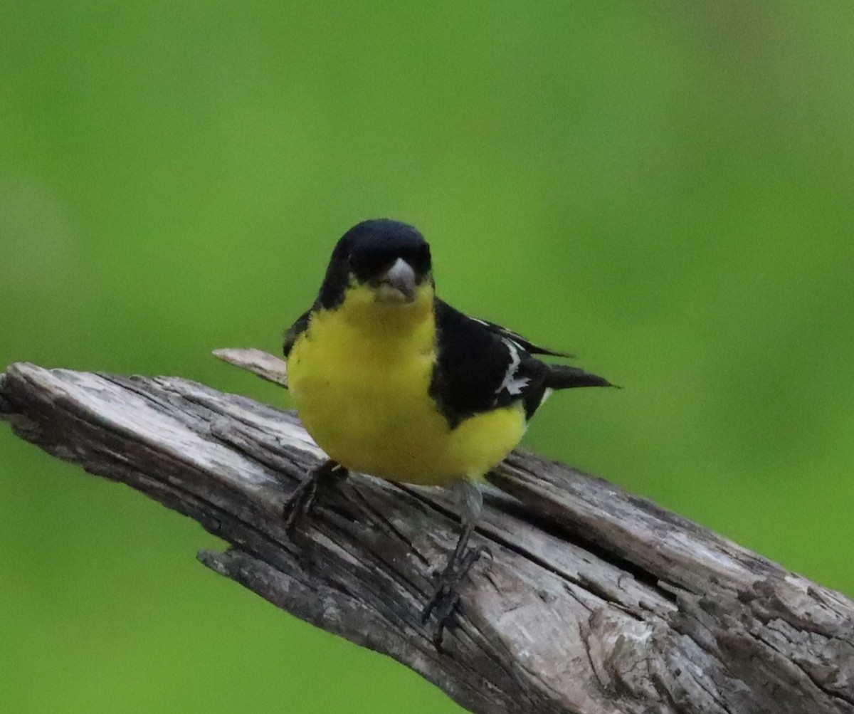 Lesser Goldfinch - ML615880452