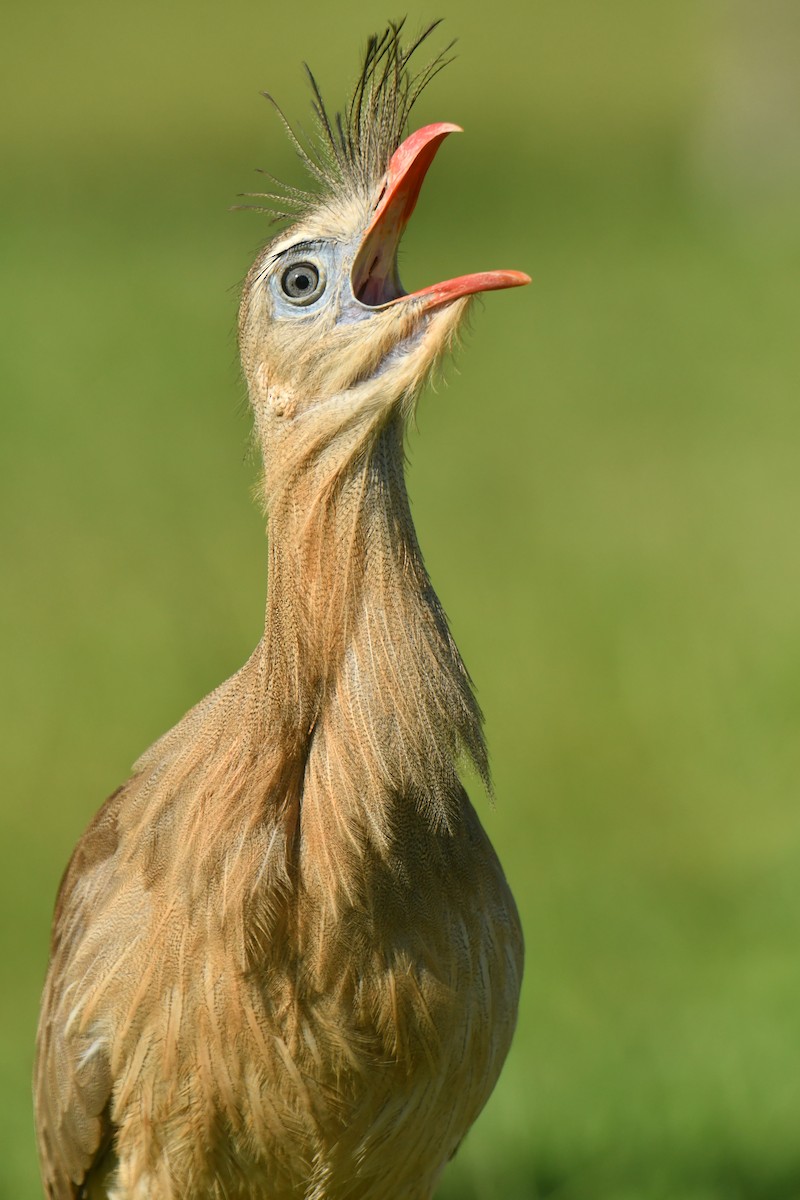 Red-legged Seriema - ML615880453