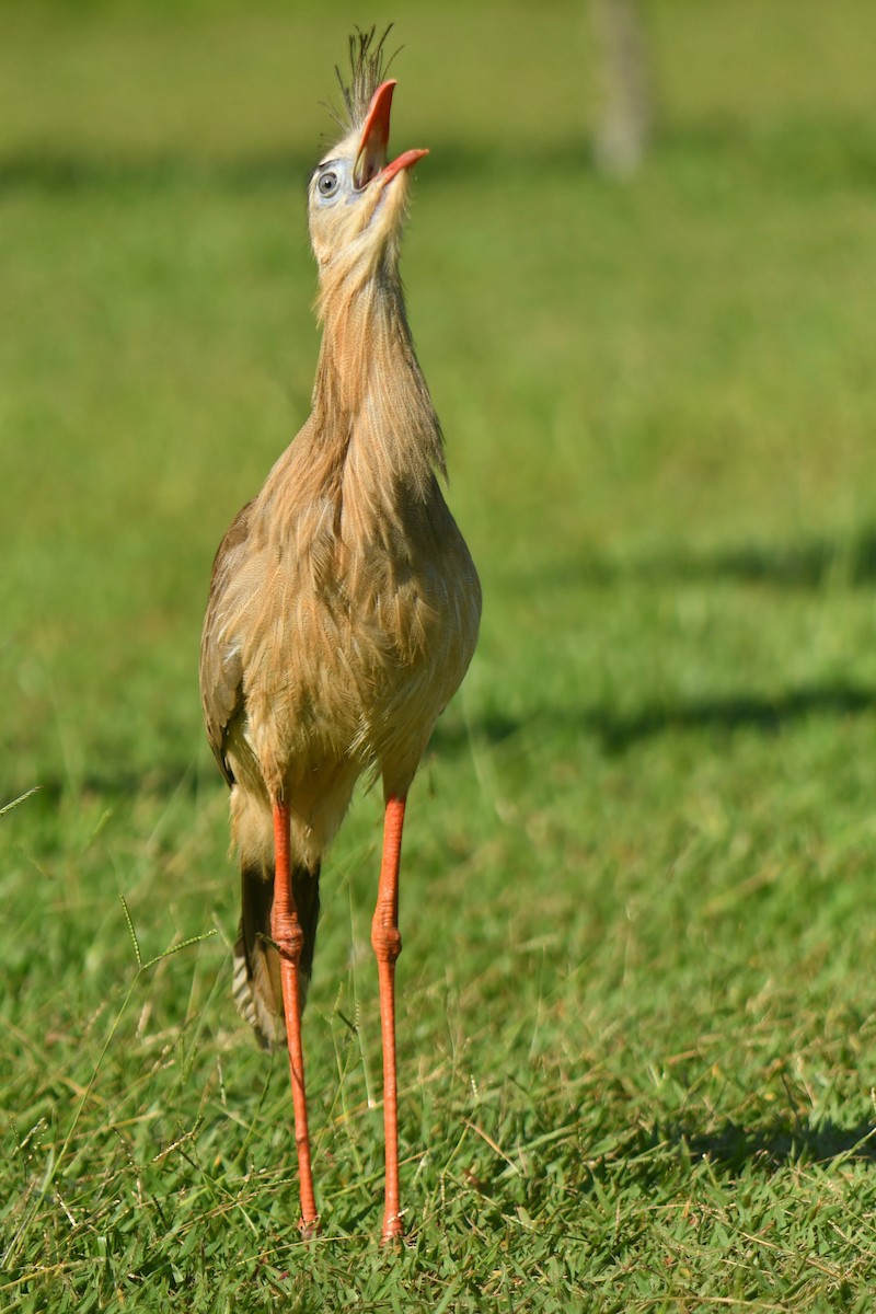 Red-legged Seriema - ML615880455