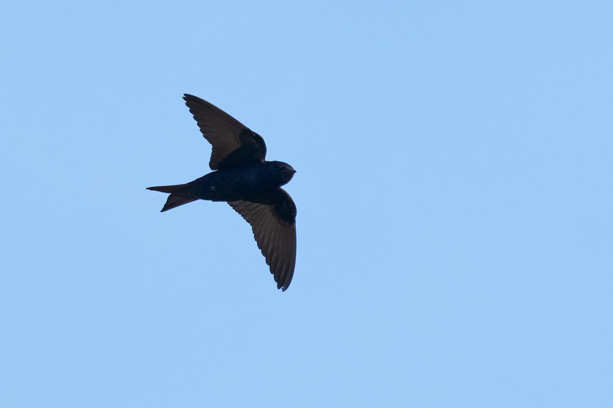 Cuban Martin - ML615880469