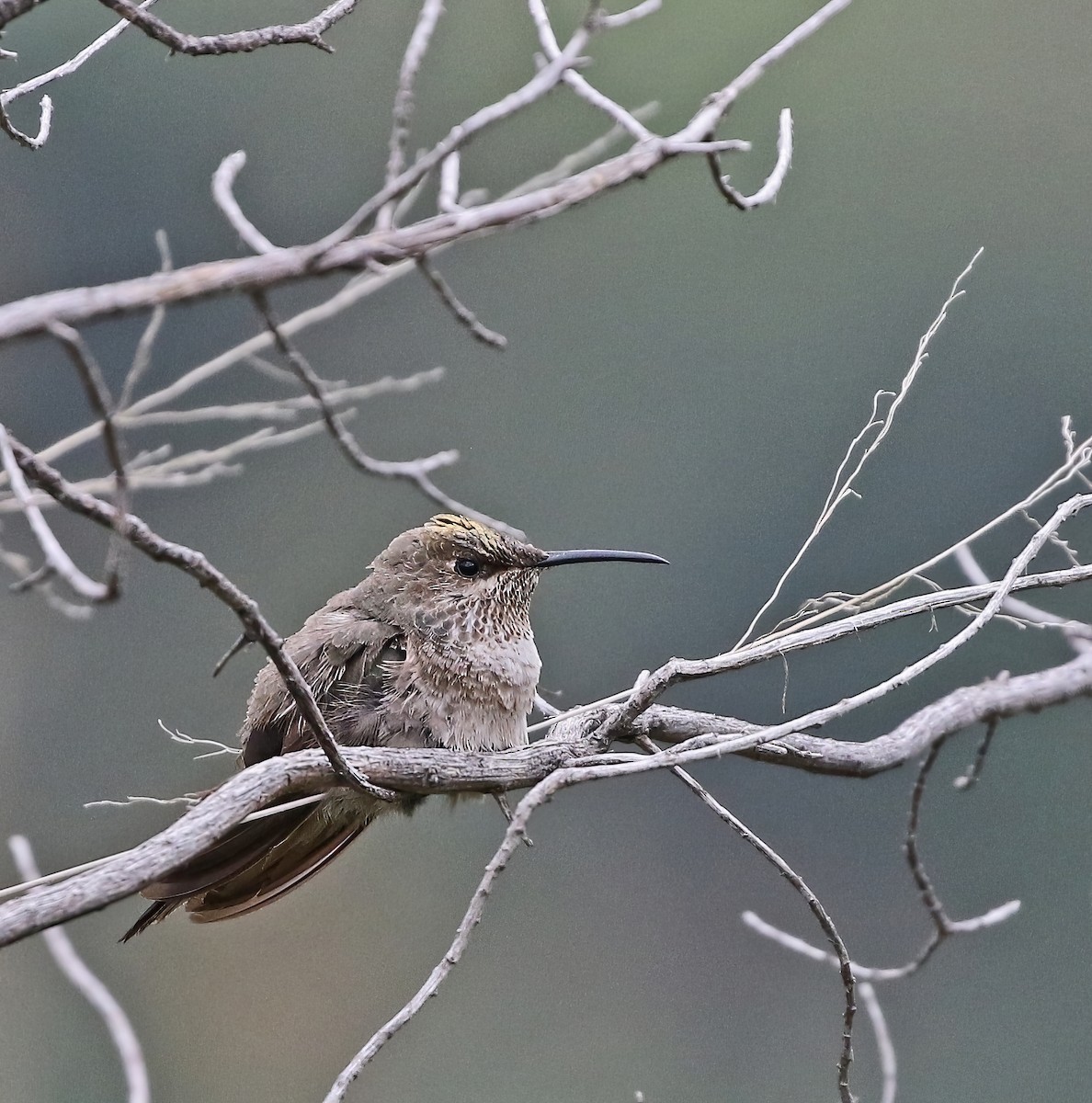 Colibrí Puneño - ML615880517