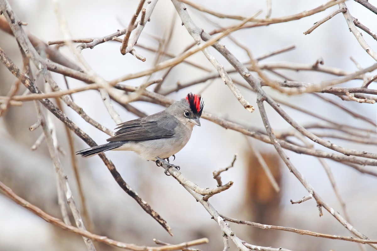 Pileated Finch - David Lang