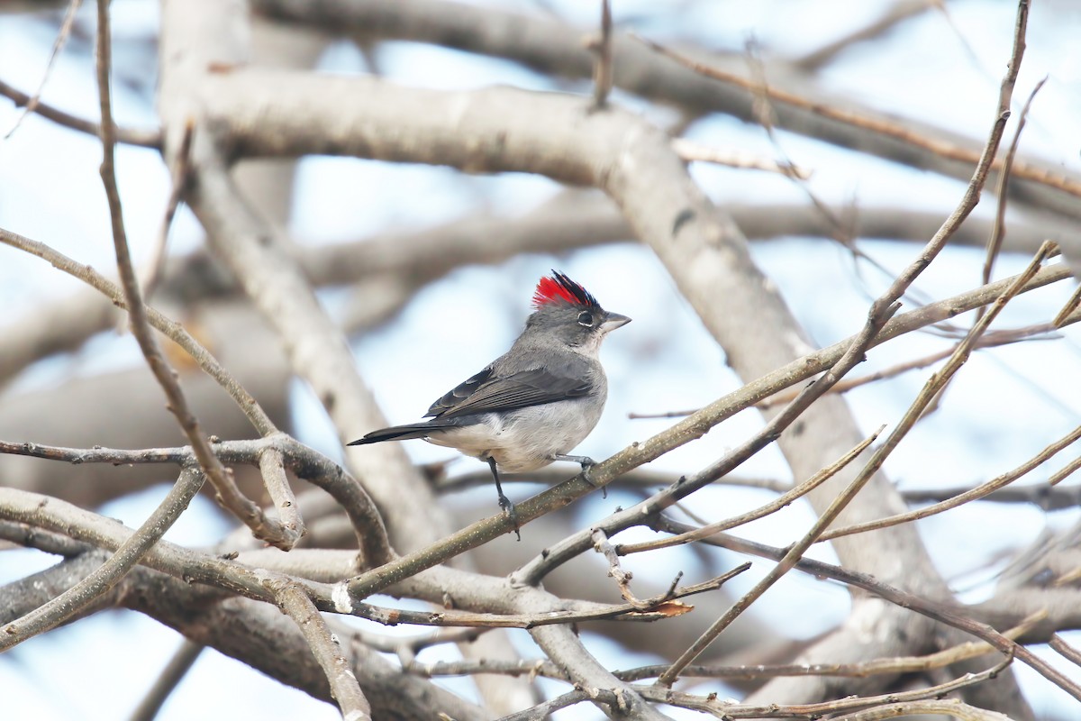 Pileated Finch - David Lang