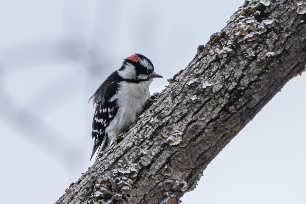 Downy Woodpecker - ML615880559