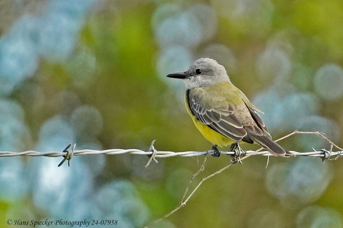 Tropical Kingbird - Hans Spiecker