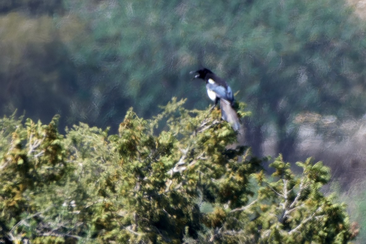 Asir Magpie - ML615880605