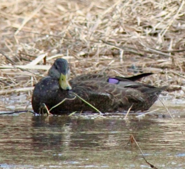 American Black Duck - Adrien C