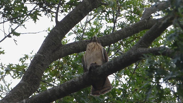 Roadside Hawk - ML615880691