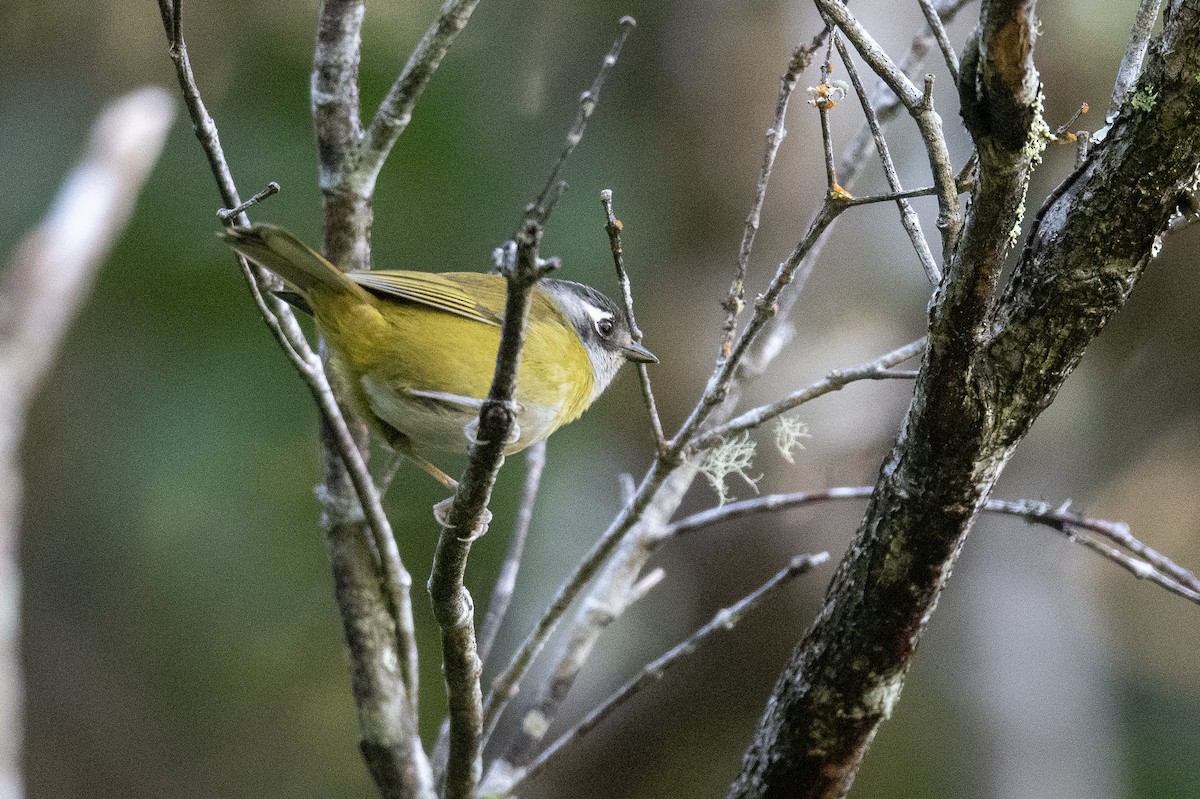 Common Chlorospingus (Middle America) - ML615880752