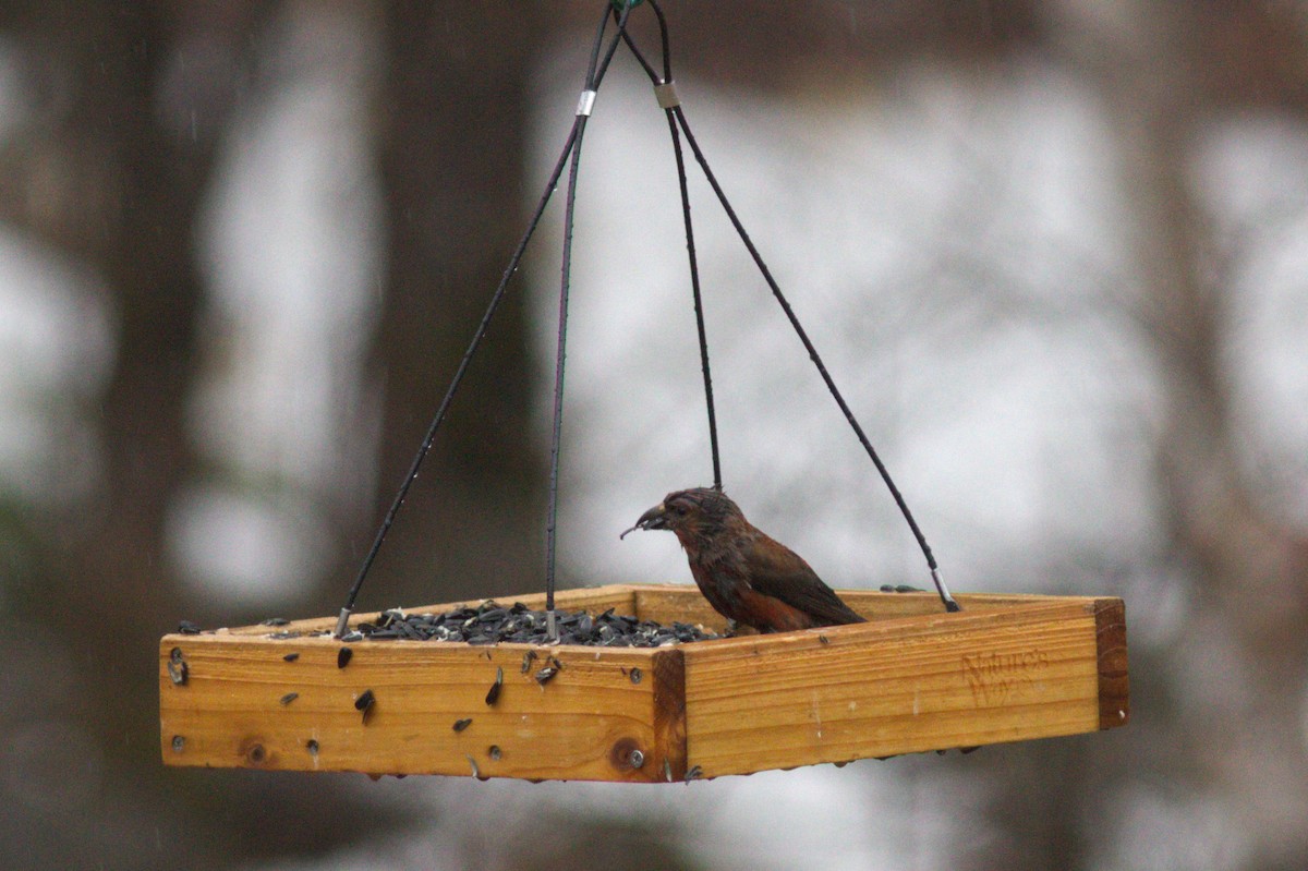 Red Crossbill - ML615880852