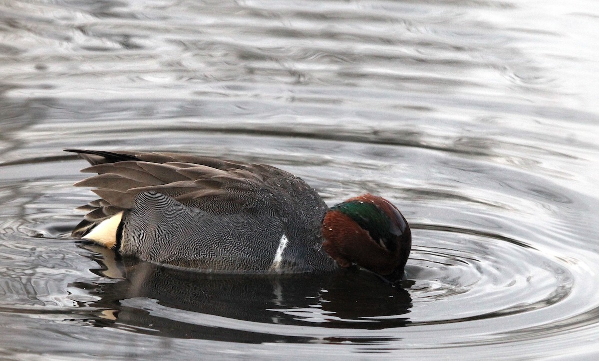 Green-winged Teal - ML615880871