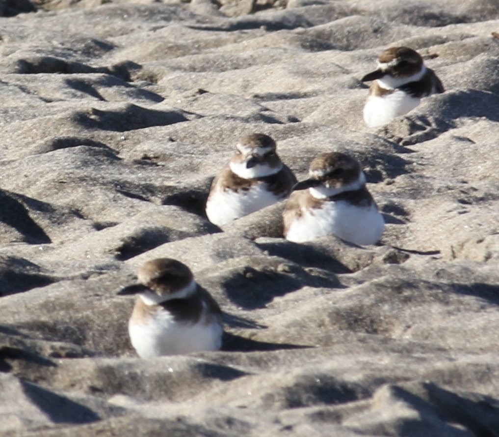 Wilson's Plover - ML615880900