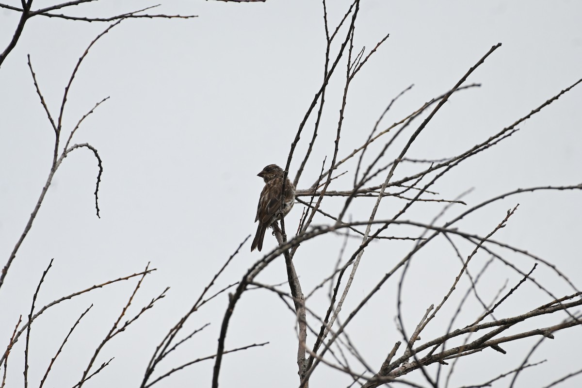 Purple Finch - ML615880927