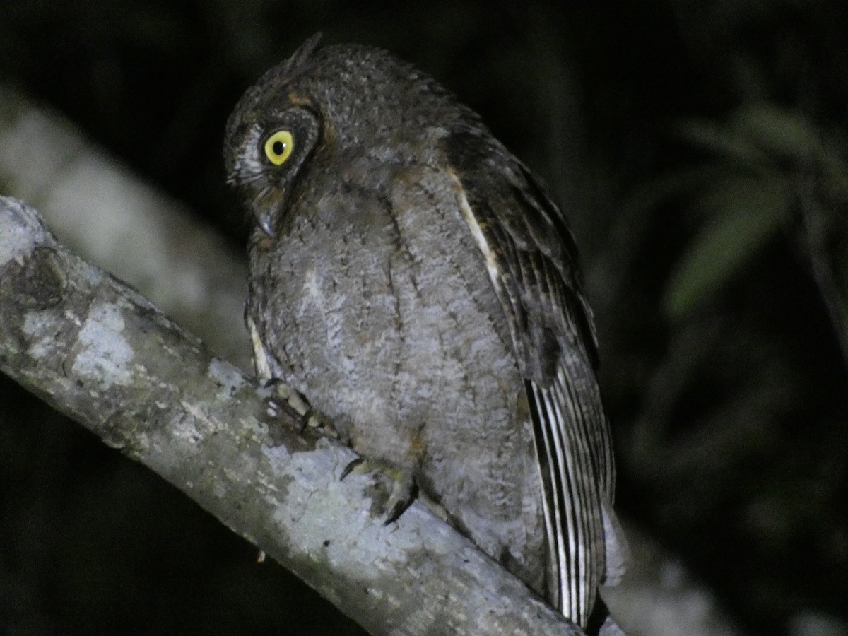 Ryukyu Scops-Owl - ML615881003