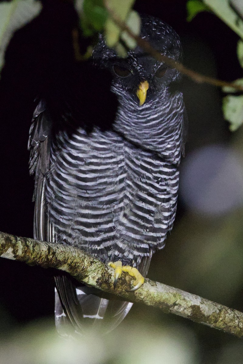 Black-banded Owl (San Isidro) - ML615881030