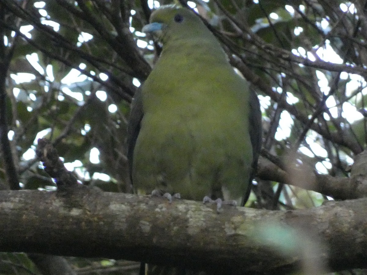 Whistling Green-Pigeon (Ryukyu) - ML615881031