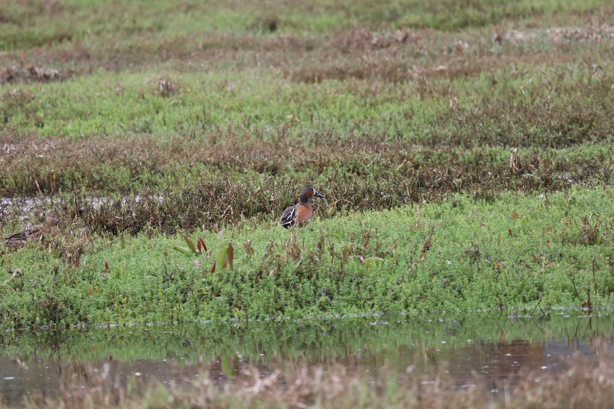 Blue-winged x Cinnamon Teal (hybrid) - ML615881074