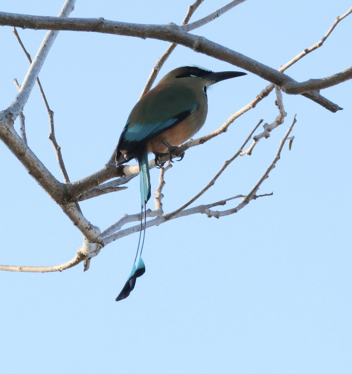 Turquoise-browed Motmot - Lise Paquet
