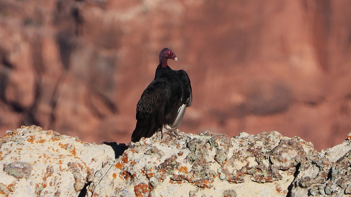 Turkey Vulture - ML615881129